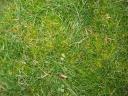 moss01.jpg